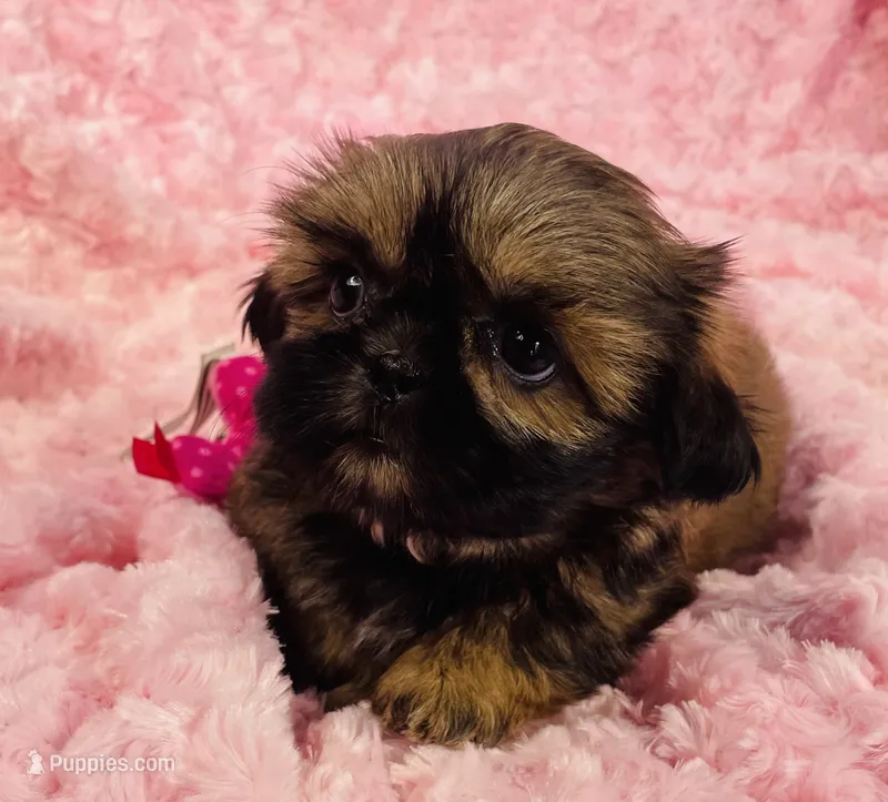 Rosie – Shih Tzu puppy for sale in Gallatin, MO