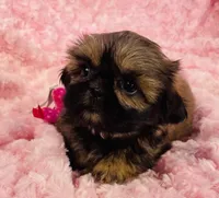 Rosie, a female Shih Tzu for sale in Gallatin, MO – 1 of 7