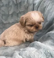 Willy, a male Shih Tzu for sale in Gallatin, MO – 3 of 10