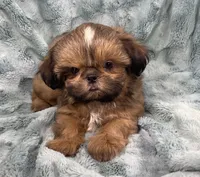 Quincy, a male Shih Tzu for sale in Gallatin, MO – 4 of 10