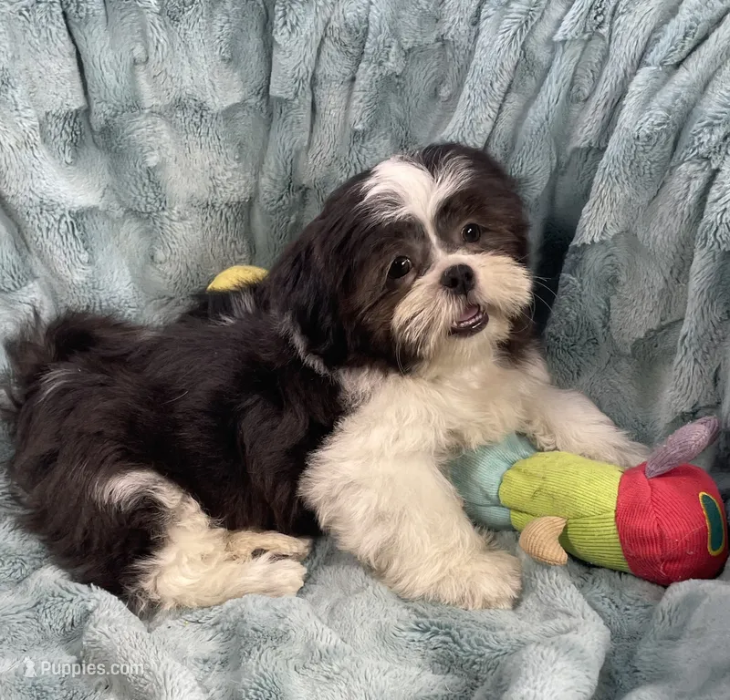 Tux  – Shih Tzu puppy for sale in Gallatin, MO