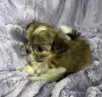 Daisy 🌼, a female Shih Tzu for sale in Gallatin, MO – 2 of 8
