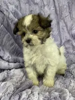 Cody, a male Shih Tzu and Poodle - Miniature  for sale in Gallatin, MO – 2 of 4