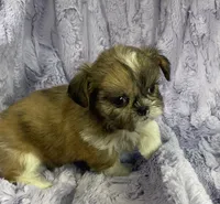 Daisy 🌼, a female Shih Tzu for sale in Gallatin, MO – 3 of 8