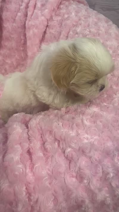 Daisy, a female Shih Tzu for sale in Gallatin, MO – 9 of 9