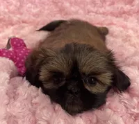 Rosie, a female Shih Tzu for sale in Gallatin, MO – 6 of 7