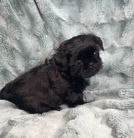 Jet / solid black, a male Shih Tzu for sale in Gallatin, MO – 9 of 10