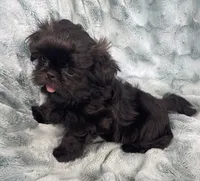 Jet / solid black, a male Shih Tzu for sale in Gallatin, MO – 8 of 10