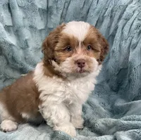 Copper, a male Shih Tzu and Poodle - Toy  for sale in Gallatin, MO – 7 of 10