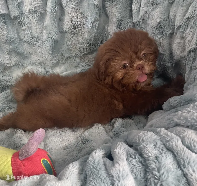 Chip – Shih Tzu puppy for sale in Gallatin, MO