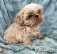 Willy / small , a male Shih Tzu for sale in Gallatin, MO – 2 of 8