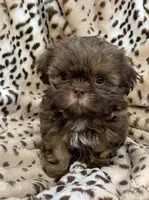Winston, a male Shih Tzu for sale in Gallatin, MO – 2 of 10