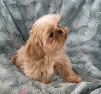 Willy / small , a male Shih Tzu for sale in Gallatin, MO – 3 of 8
