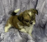 Daisy 🌼, a female Shih Tzu for sale in Gallatin, MO – 5 of 8