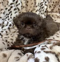 Charm, a female Shih Tzu for sale in Gallatin, MO – 3 of 10