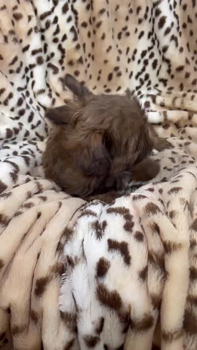Winston, a male Shih Tzu for sale in Gallatin, MO – 9 of 9