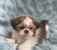 Jasper, a male Shih Tzu for sale in Gallatin, MO – 5 of 10