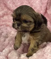 Spice, a female Shih Tzu for sale in Gallatin, MO – 8 of 9
