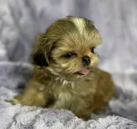 Flower🌸, a female Shih Tzu for sale in Gallatin, MO – 3 of 10