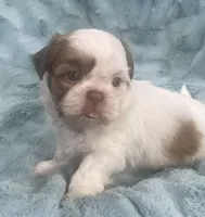 Rocky, a male Shih Tzu for sale in Gallatin, MO – 1 of 10