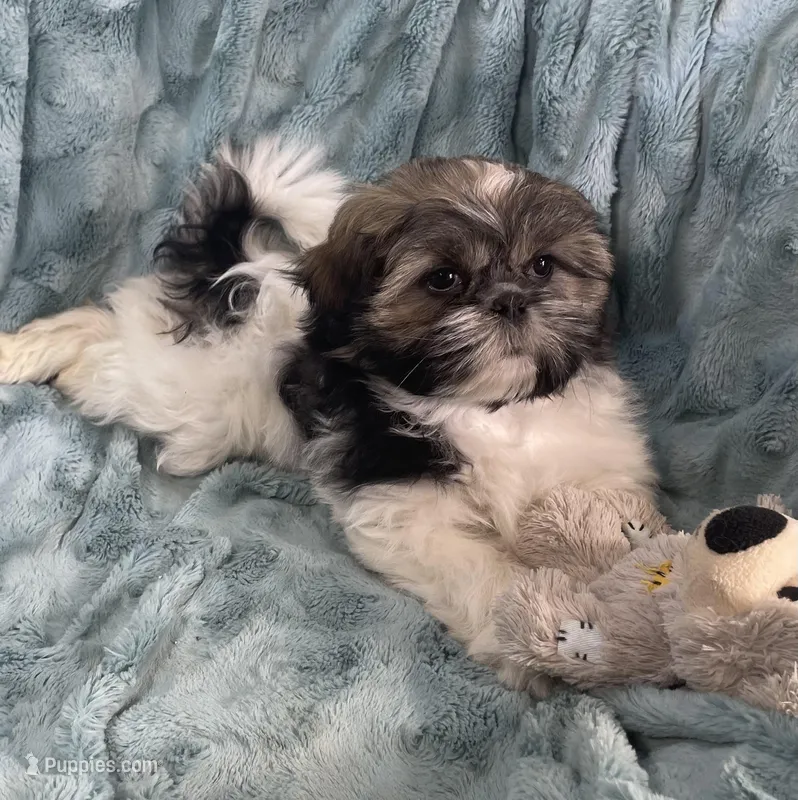Braley – Shih Tzu puppy for sale in Gallatin, MO