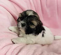 Bailey, a female Shih Tzu for sale in Gallatin, MO – Photo 5 of 7