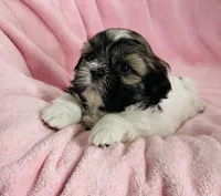 Bailey, a female Shih Tzu for sale in Gallatin, MO – Photo 4 of 7