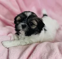 Bailey, a female Shih Tzu for sale in Gallatin, MO – Photo 3 of 7