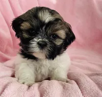 Bailey, a female Shih Tzu for sale in Gallatin, MO – Photo 7 of 7