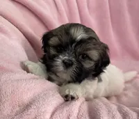 Bailey, a female Shih Tzu for sale in Gallatin, MO – Photo 6 of 7