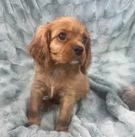 Kirby, a male Cavalier King Charles Spaniel for sale in Gallatin, MO – 5 of 10