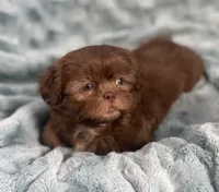 Chip, a male Shih Tzu for sale in Gallatin, MO – 3 of 10