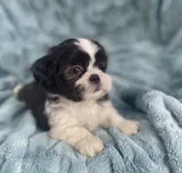 Tux , a male Shih Tzu for sale in Gallatin, MO – 4 of 9