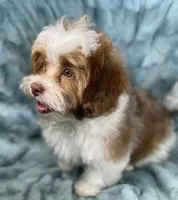 Spencer, a male Shih Tzu and Poodle - Toy  for sale in Gallatin, MO – 2 of 10