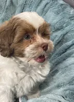 Copper, a male Shih Tzu and Poodle - Toy  for sale in Gallatin, MO – 3 of 10