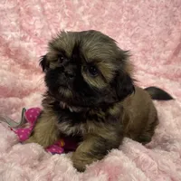 Rosie, a female Shih Tzu for sale in Gallatin, MO – 2 of 7