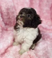 Misty, a female Shih Tzu and Poodle - Toy  for sale in Gallatin, MO – 9 of 10