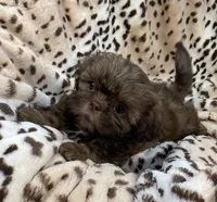 Winston, a male Shih Tzu for sale in Gallatin, MO – 5 of 10