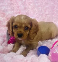 Sparkle , a female Cavalier King Charles Spaniel for sale in Gallatin, MO – 5 of 8