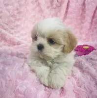Daisy, a female Shih Tzu for sale in Gallatin, MO – 6 of 9