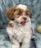 Copper, a male Shih Tzu and Poodle - Toy  for sale in Gallatin, MO – 8 of 10