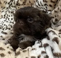 Charm, a female Shih Tzu for sale in Gallatin, MO – 9 of 10