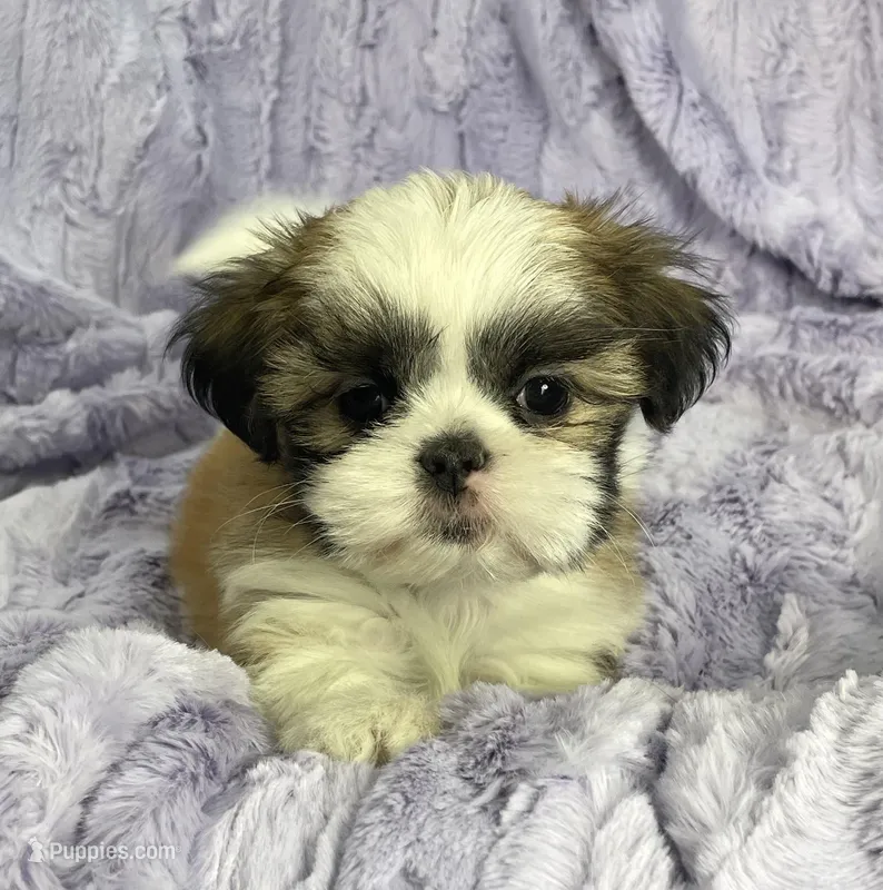 Heather – Shih Tzu puppy for sale in Gallatin, MO