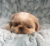 Willy, a male Shih Tzu for sale in Gallatin, MO – 4 of 10