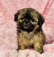 Faith, a female Shih Tzu for sale in Gallatin, MO – 5 of 9