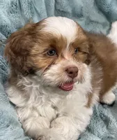 Copper, a male Shih Tzu and Poodle - Toy  for sale in Gallatin, MO – 10 of 10
