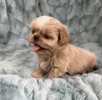 Willy, a male Shih Tzu for sale in Gallatin, MO – 6 of 10