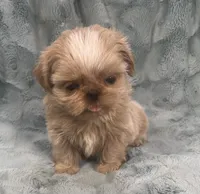 Willy, a male Shih Tzu for sale in Gallatin, MO – 2 of 10