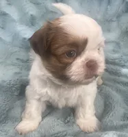 Rocky, a male Shih Tzu for sale in Gallatin, MO – 6 of 10