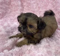 Bubbles/ imperial, a female Shih Tzu for sale in Gallatin, MO – 2 of 10